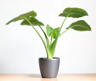 Alocasia populaire kamerplant