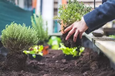 Begin een moestuin(tje)