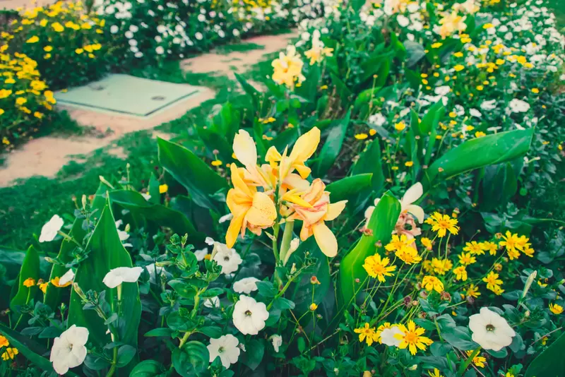 Stuwkracht Onderverdelen getuige Bollen, knollen, wortelstokken: nu planten, straks een tuin vol bloemen -  Tuincentrum Thiels