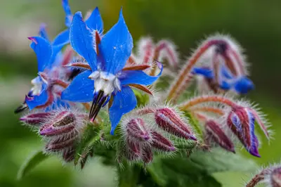 Top 10 hemelsblauwe bloemen