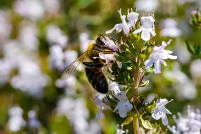 Top 5 bij-vriendelijke planten