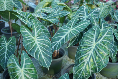 Trend onder de kamerplanten: Alocasia